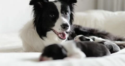 Close shoot little cute blind black and white newborn puppie. border collie dog Stock Footage 254417971