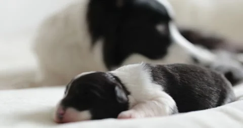 Close shoot little cute blind black and white newborn puppie. border collie dog Stock Footage 254418031