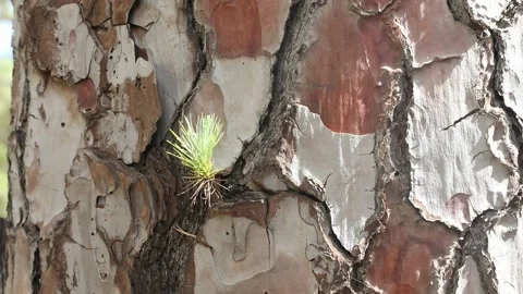 Close-up shoot of pine on a background of bark Video stock 108262545
