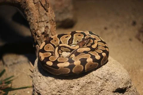 Close-up shoot of pointed colored snake wrapped to itself Foto stock