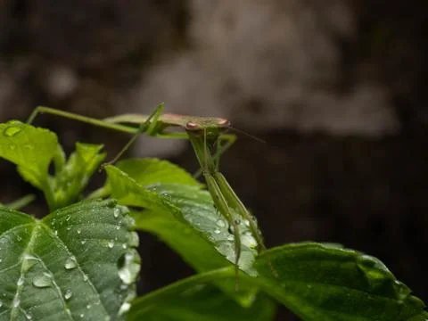 Close up shoot of a praying mantis Stock Photos