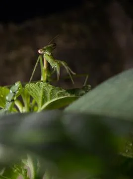 Close up shoot of a praying mantis Stock Photos