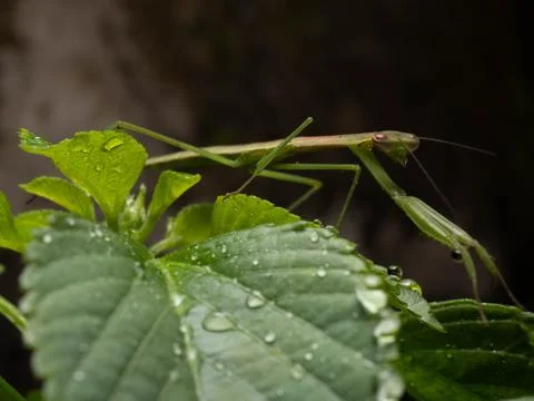 Close up shoot of a praying mantis Stock Photos