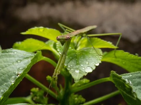 Close up shoot of a praying mantis Stock Photos