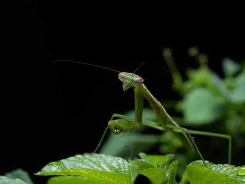 Close up shoot of a praying mantis Stock Photos