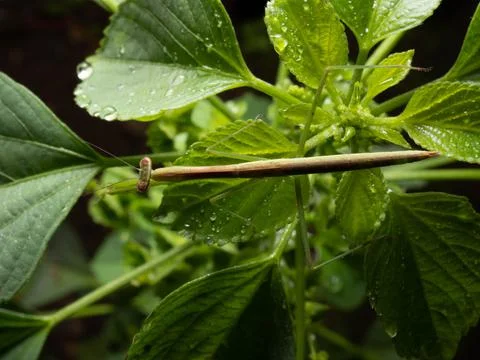 Close up shoot of a praying mantis Stock Photos