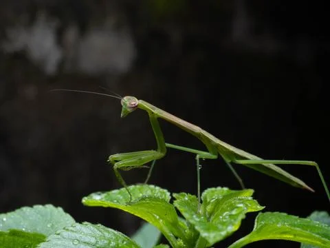 Close up shoot of a praying mantis Stock Photos