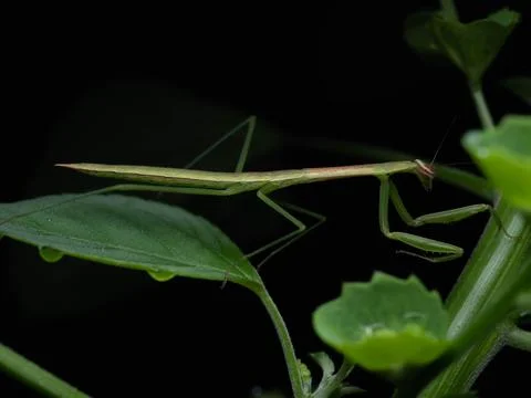 Close up shoot of a praying mantis Stock Photos