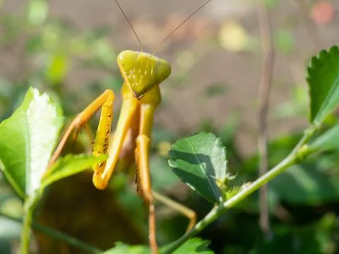 Close up shoot of a praying mantis Stock Photos