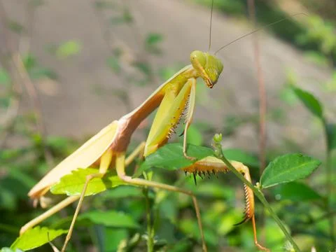 Close up shoot of a praying mantis Stock Photos