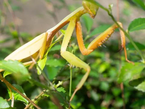 Close up shoot of a praying mantis Stock Photos