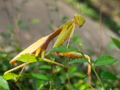 Close up shoot of a praying mantis Stock Photos