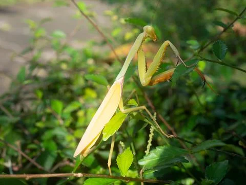 Close up shoot of a praying mantis Stock Photos