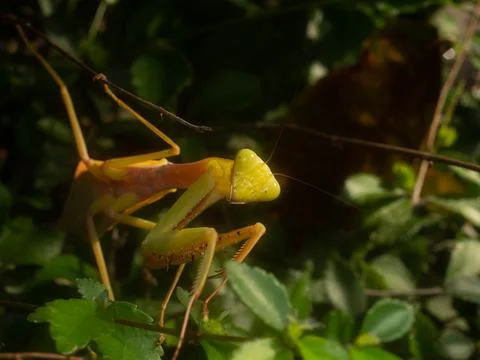 Close up shoot of a praying mantis Stock Photos