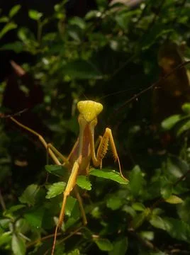 Close up shoot of a praying mantis Stock Photos