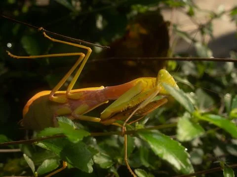 Close up shoot of a praying mantis Stock Photos