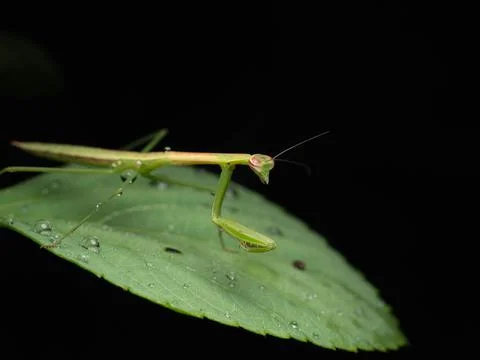 Close up shoot of a praying mantis Stock Photos