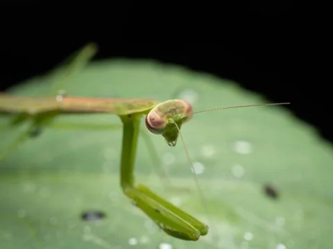 Close up shoot of a praying mantis Stock Photos