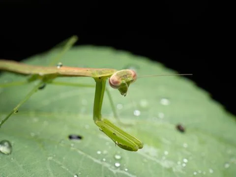 Close up shoot of a praying mantis Stock Photos