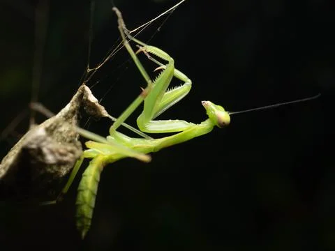 Close up shoot of a praying mantis Stock Photos