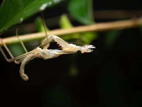 Close up shoot of a praying mantis Stock Photos