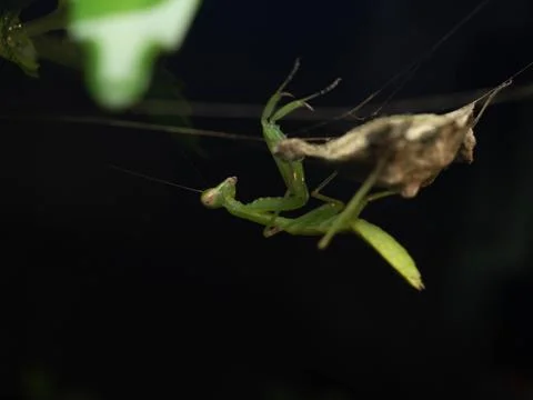 Close up shoot of a praying mantis Stock Photos