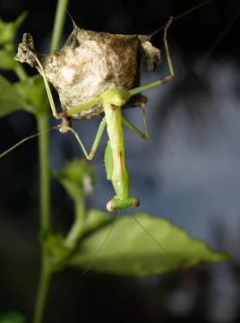 Close up shoot of a praying mantis Foto stock