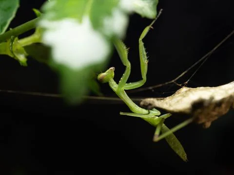 Close up shoot of a praying mantis Stock Photos