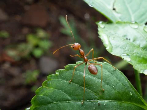 Close up shoot of red ants on a leaf Stock Photos