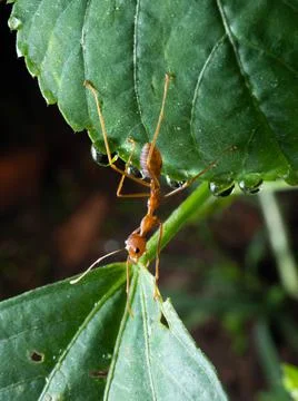 Close up shoot of red ants on a leaf Foto stock