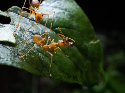 Close up shoot of red ants on a leaf Stock Photos