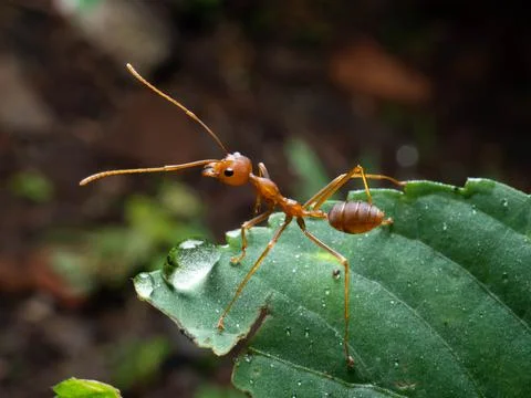 Close up shoot of red ants on a leaf Stock Photos