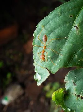 Close up shoot of red ants on a leaf Stock Photos
