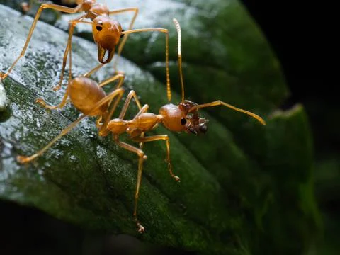 Close up shoot of red ants on a leaf Stock Photos