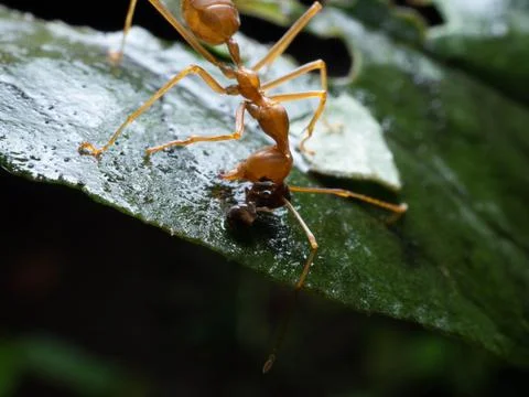 Close up shoot of red ants on a leaf Stock Photos