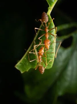 Close up shoot of red ants on a leaf Stock Photos