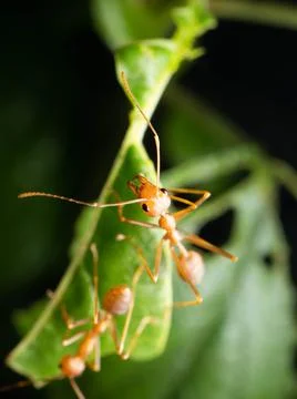 Close up shoot of red ants on a leaf Stock Photos