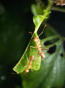 Close up shoot of red ants on a leaf Foto stock