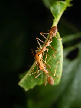 Close up shoot of red ants on a leaf Stock Photos