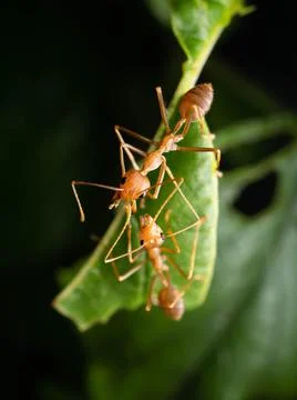 Close up shoot of red ants on a leaf Stock Photos