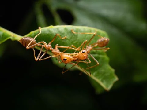 Close up shoot of red ants on a leaf Stock Photos