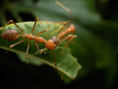 Close up shoot of red ants on a leaf Stock Photos