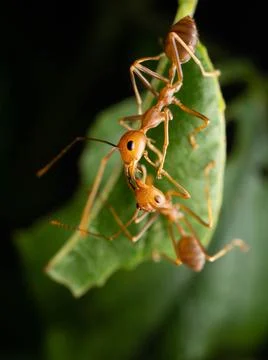 Close up shoot of red ants on a leaf Stock Photos