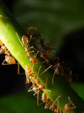 Close up shoot of red ants on a leaf Foto stock
