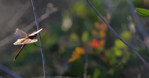 Close up shoot of red dragonfly with broken wing with changing focus of Stock Footage 119414179