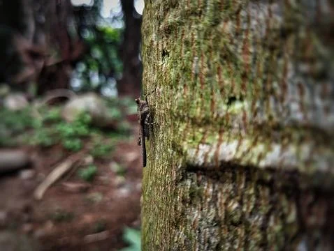 Close up shoot of small brown grasshoper Stock Photos