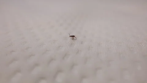 Close up shoot of a small tick crawling on a white textured fabric of bed Stockbeeldmateriaal 346790294