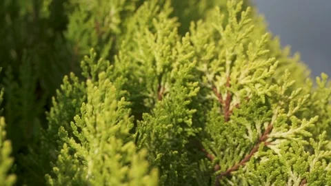 Close up shoot. Summer. Chinese arborvitae Video stock 231553230