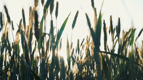 Close up shoot of a sun shining behind the yellow wheat field moving with wind Stock Footage 113210524
