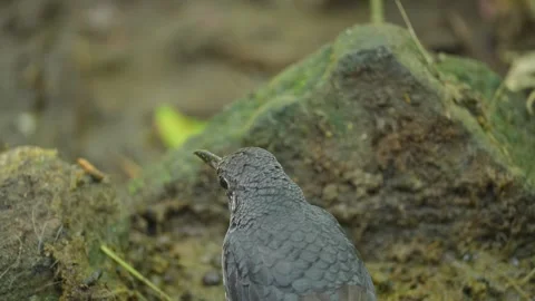 Close up shoot of The Sunda thrush (Zoothera andromedae) found in Video stock 282799641